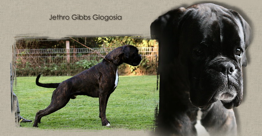 Jethro Gibbs Glogosia